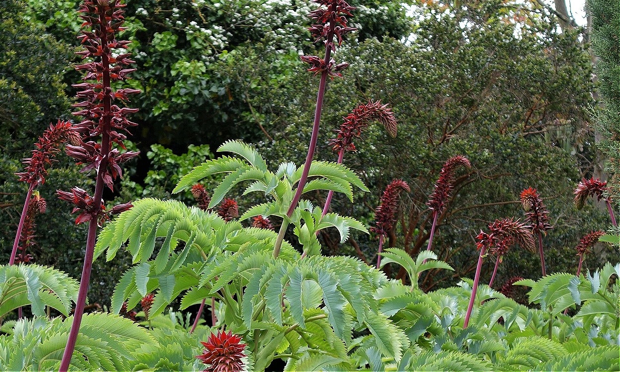 Planta Melianthus major mostrando sus características hojas dentadas azuladas y flores rojo oscuro