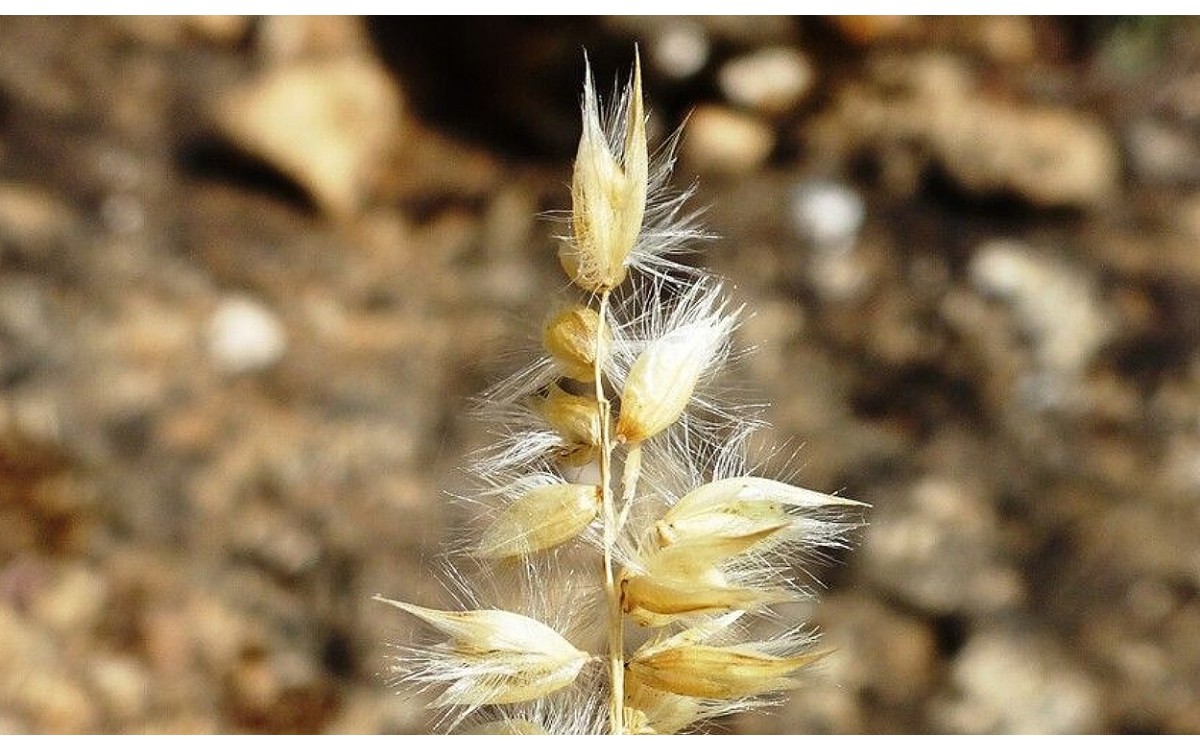 Melica ciliata L. triguerilla espigas sedosas doradas