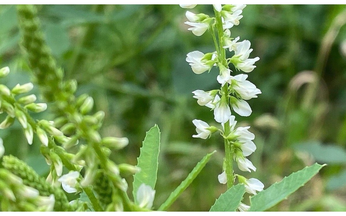 Trébol de olor blanco en floración - Melilotus albus