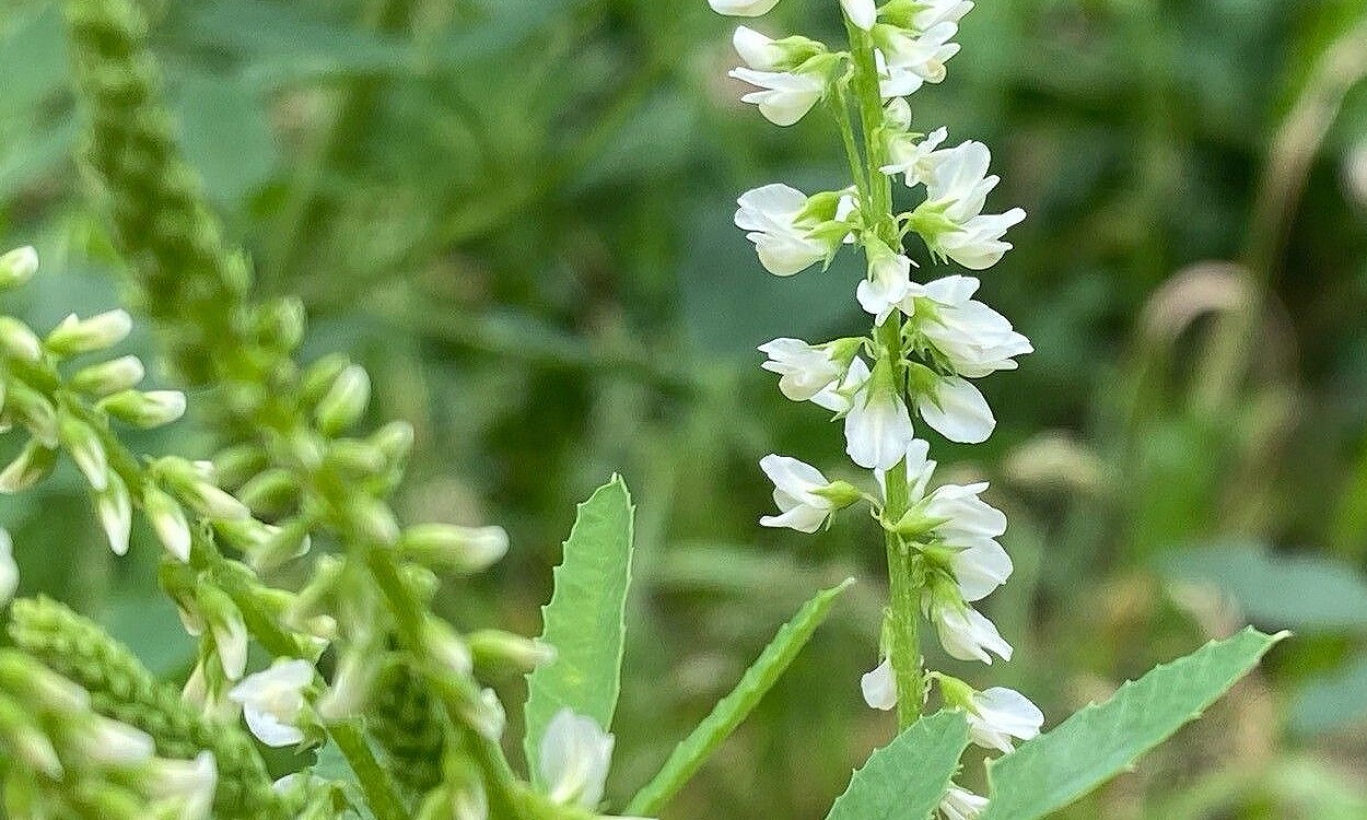 Flores blancas densas del trébol de olor blanco (Melilotus albus Medik) en plena floración estival