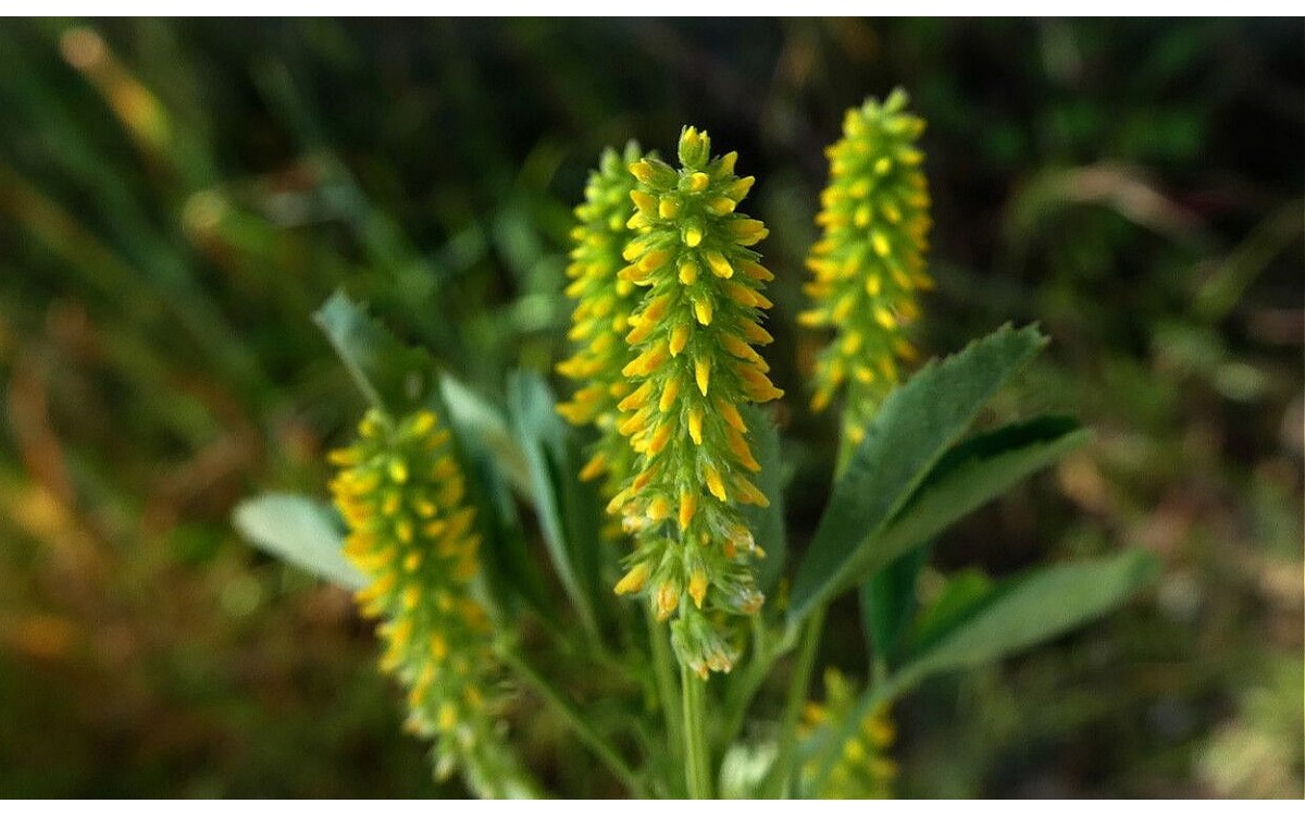 Meliloto de flor pequeña con flores amarillas en racimo