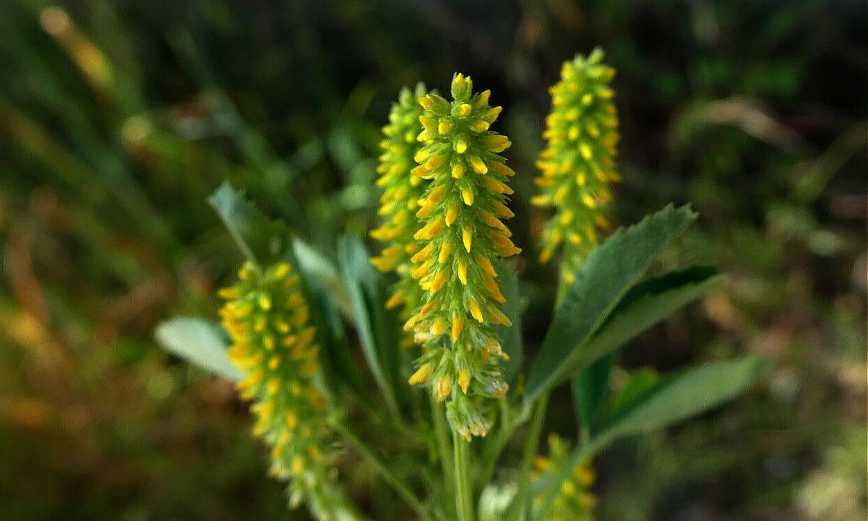 Planta de Melilotus indicus con características flores amarillas pequeñas agrupadas en racimos densos