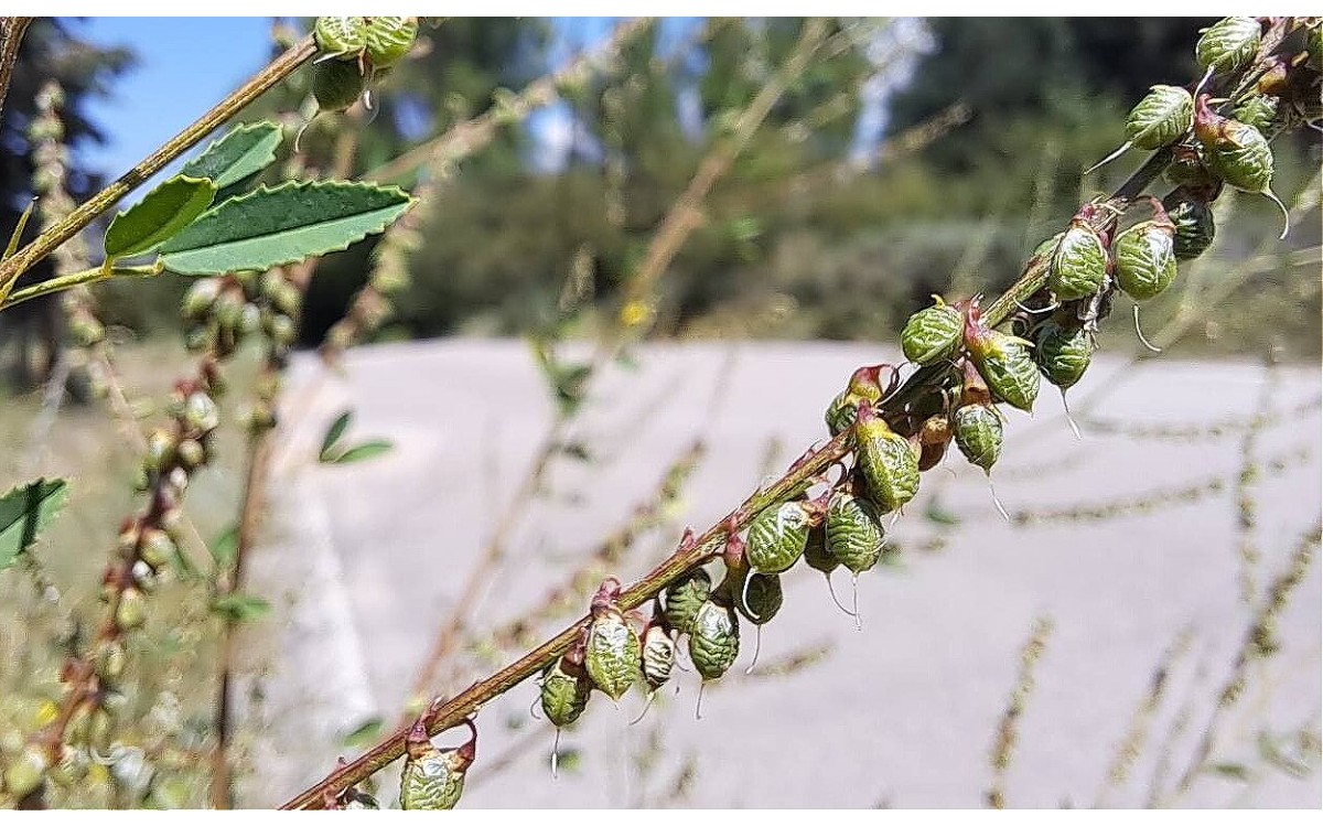 Flores amarillas de trébol de olor Melilotus officinalis