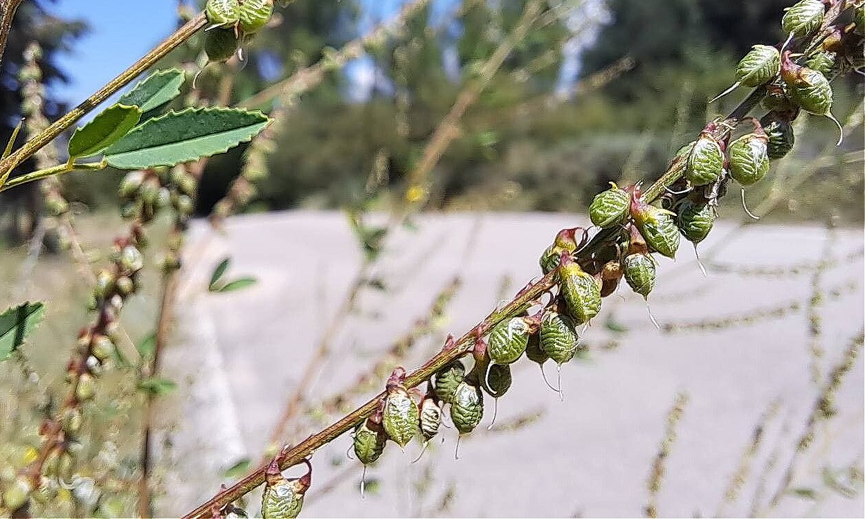 Planta de trébol de olor con flores amarillas y follaje verde exuberante en floración