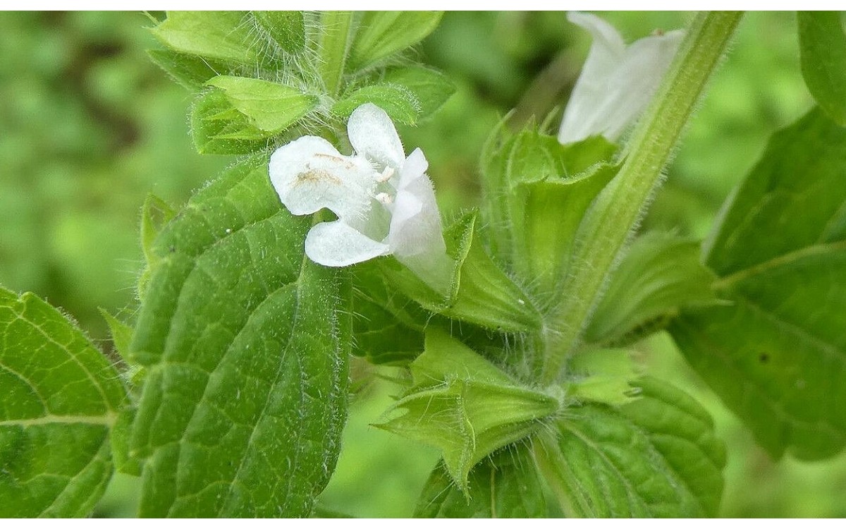Planta de toronjil fresco con hojas aromáticas verdes