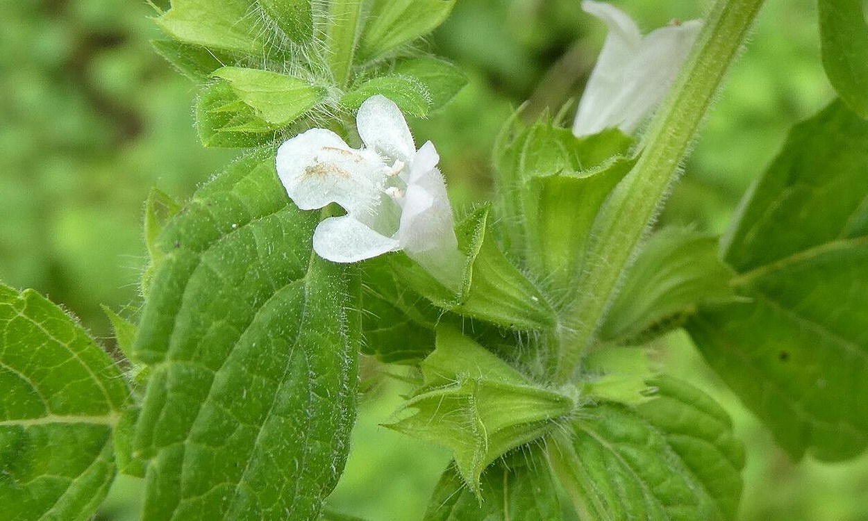 Toronjil melissa officinalis con hojas verdes aromaáticas en maceta