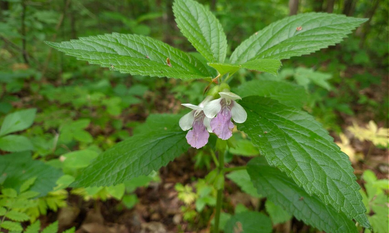 Planta de melisa bastarda (Melittis melissophyllum) con flores rosadas y hojas verdes