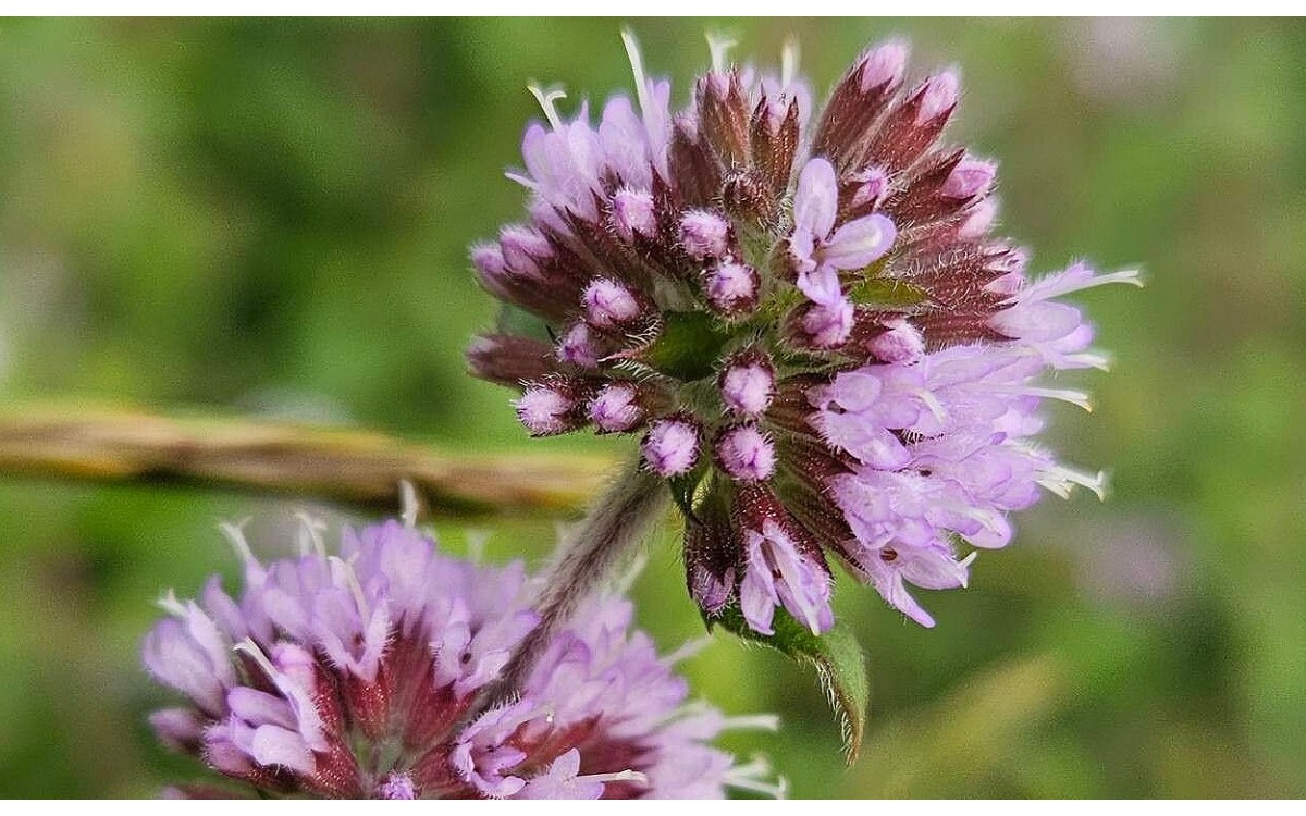 Menta acuática fresca con flores lila en jardín acuático