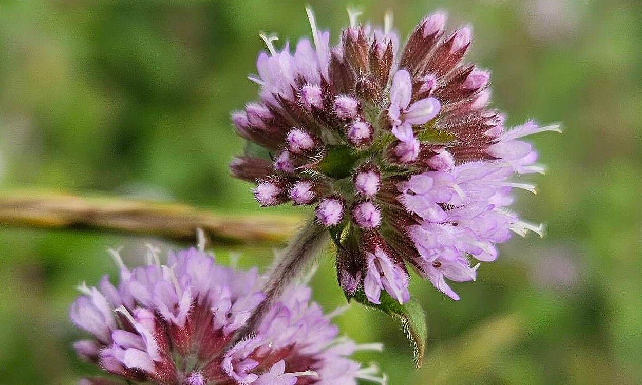 Planta de menta acuática Mentha aquatica L. con hojas verdes y flores lila púrpura