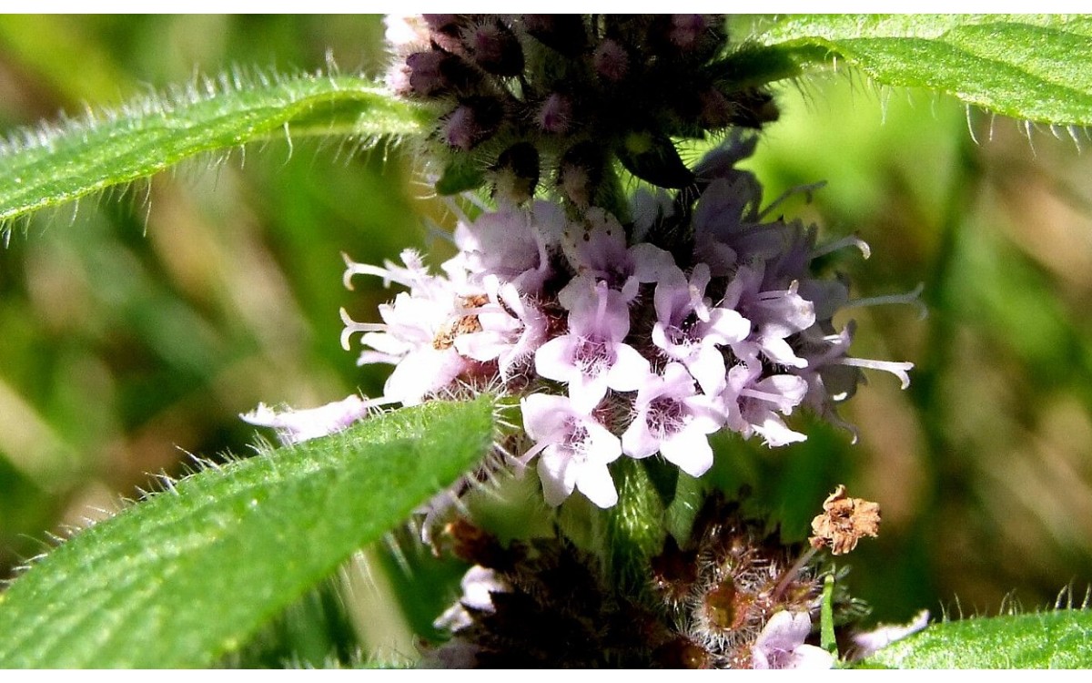 Mentha arvensis L. planta de menta de burro en flor