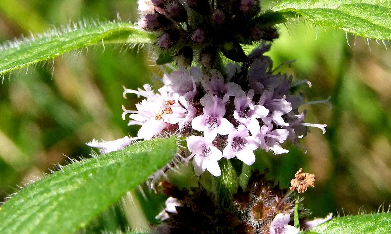 Planta de Mentha arvensis L. con flores lila, hojas verdes y tallos cuadrangulares característicos
