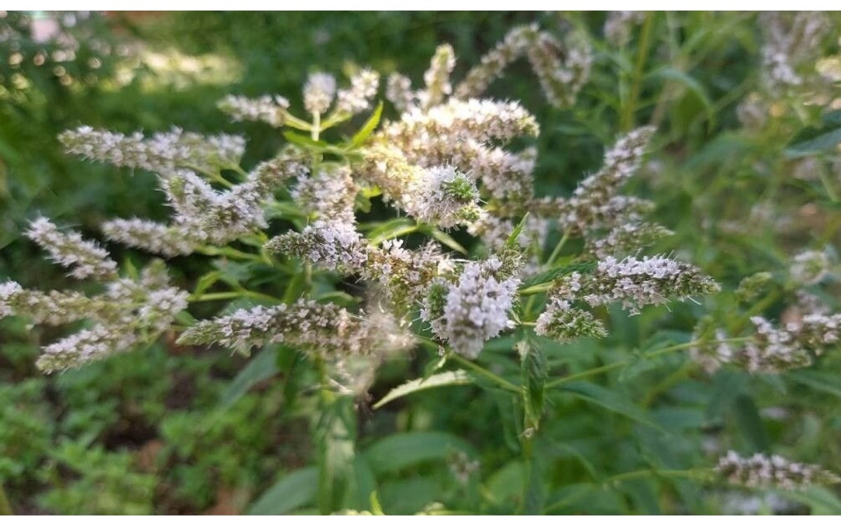 Planta de menta selvática Mentha longifolia con flores