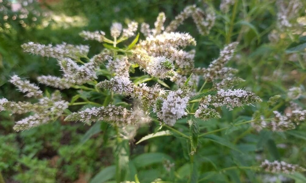 Mentha longifolia menta selvática con hojas verdes y flores púrpuras blancas
