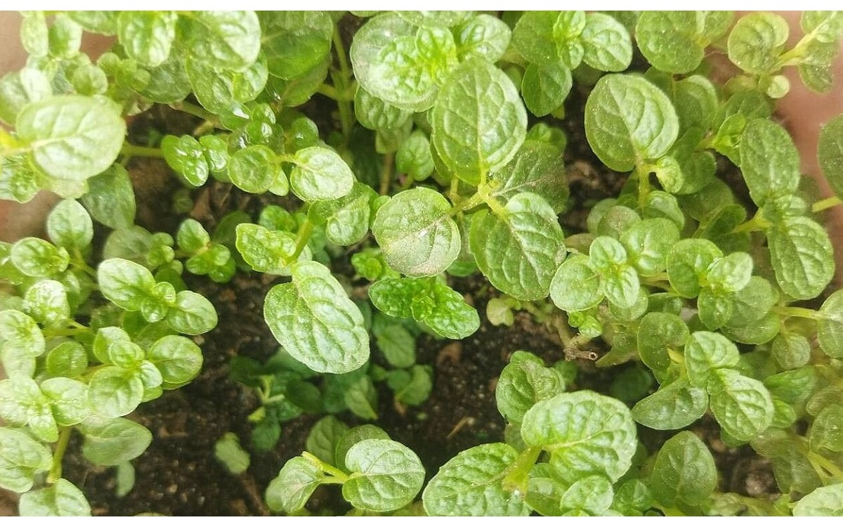 Planta de menta piperita con hojas verdes