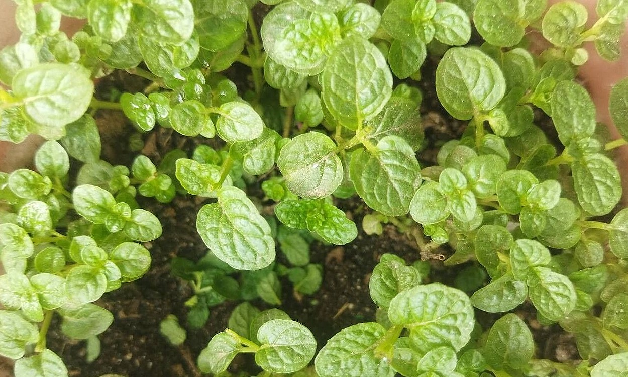 Hojas frescas de menta piperita mentha piperita en maceta