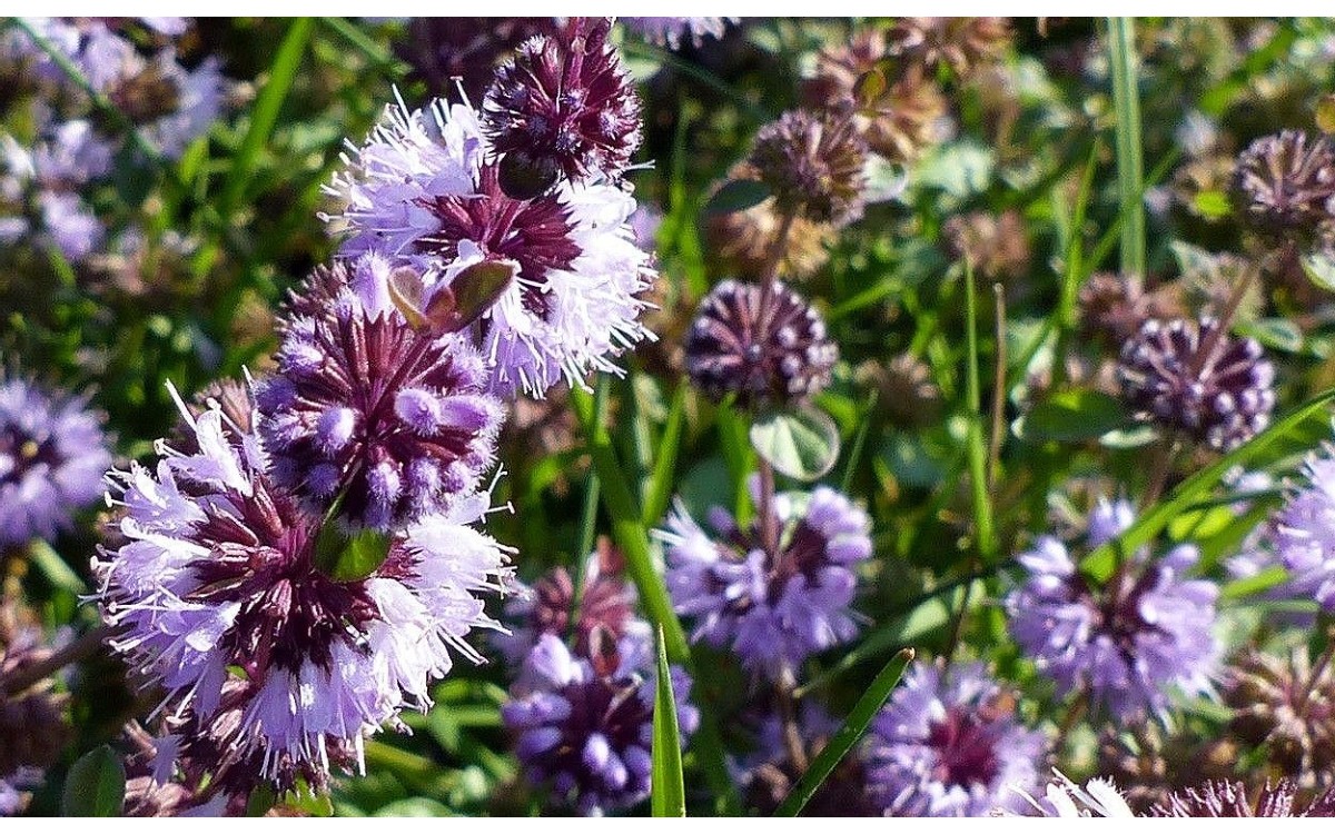 Poleo común en flor: Mentha pulegium L. planta medicinal