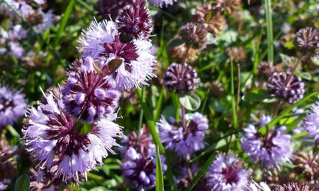 Planta de poleo común (Mentha pulegium) con flores púrpuras y hojas aromáticas pequeñas