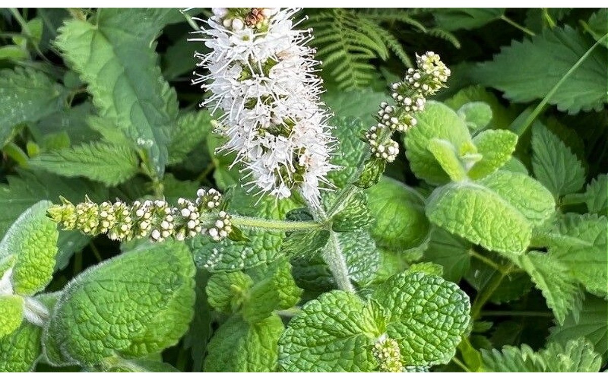 Hojas verdes aterciopeladas de yerba buena Mentha rotundifolia