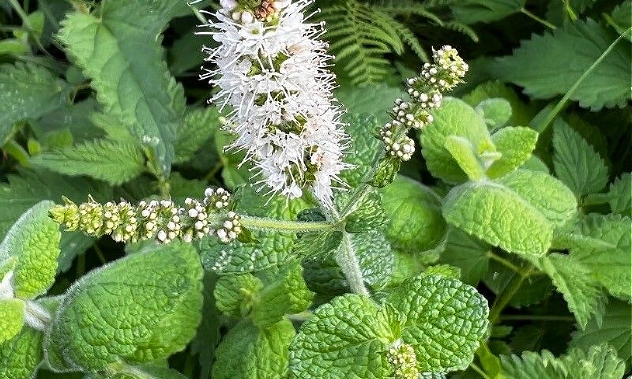 Planta de yerba buena con hojas redondas verdes aterciopeladas en maceta