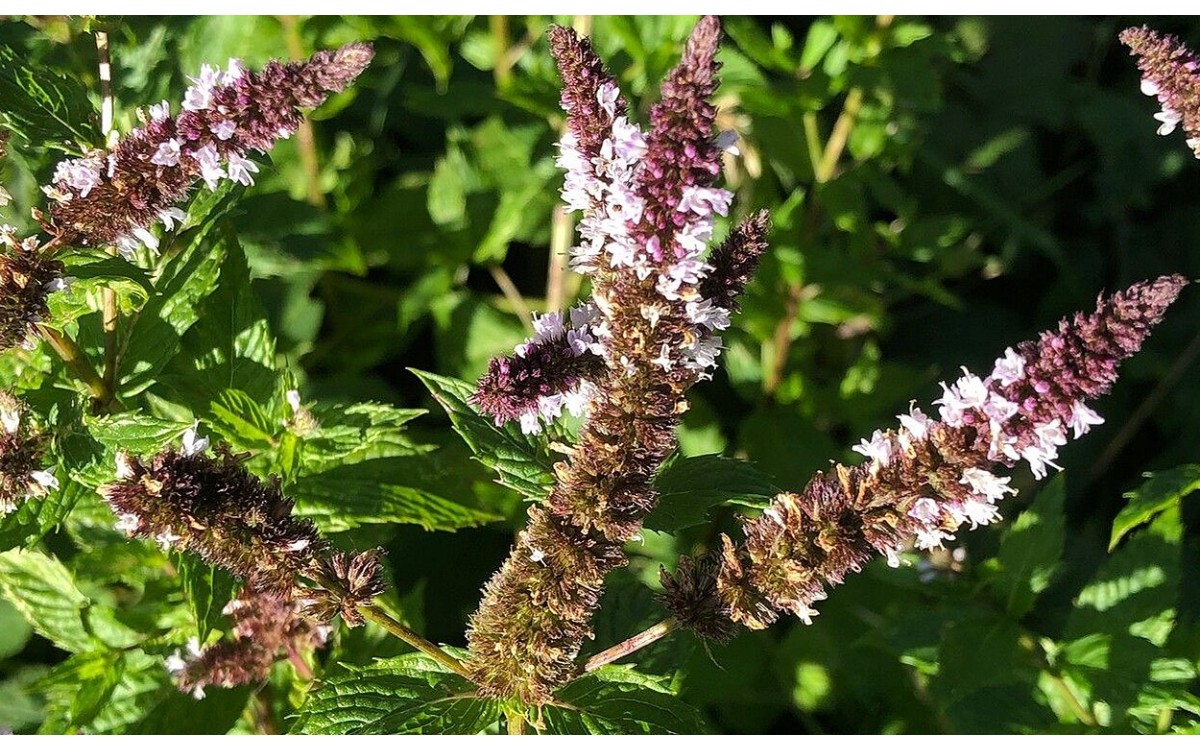 Hojas verdes de Mentha spicata L. hierba buena fresca