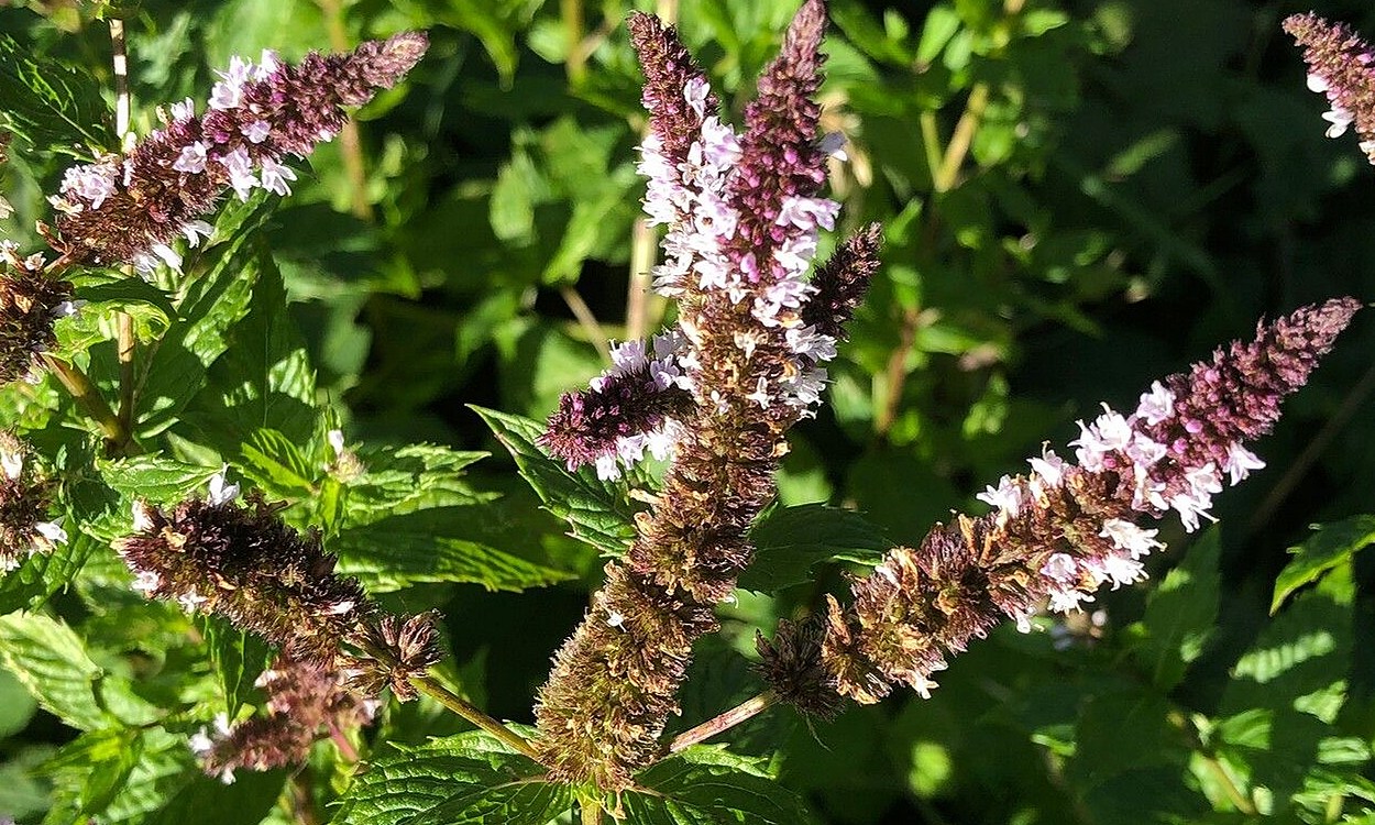 Planta de Mentha spicata L. con hojas verdes lanceoladas, conocida como hierba buena o menta verde
