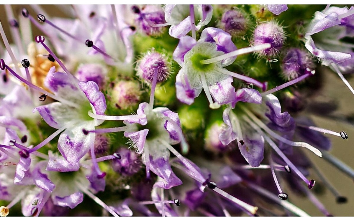 Planta de mastranzo Mentha suaveolens con hojas verdes