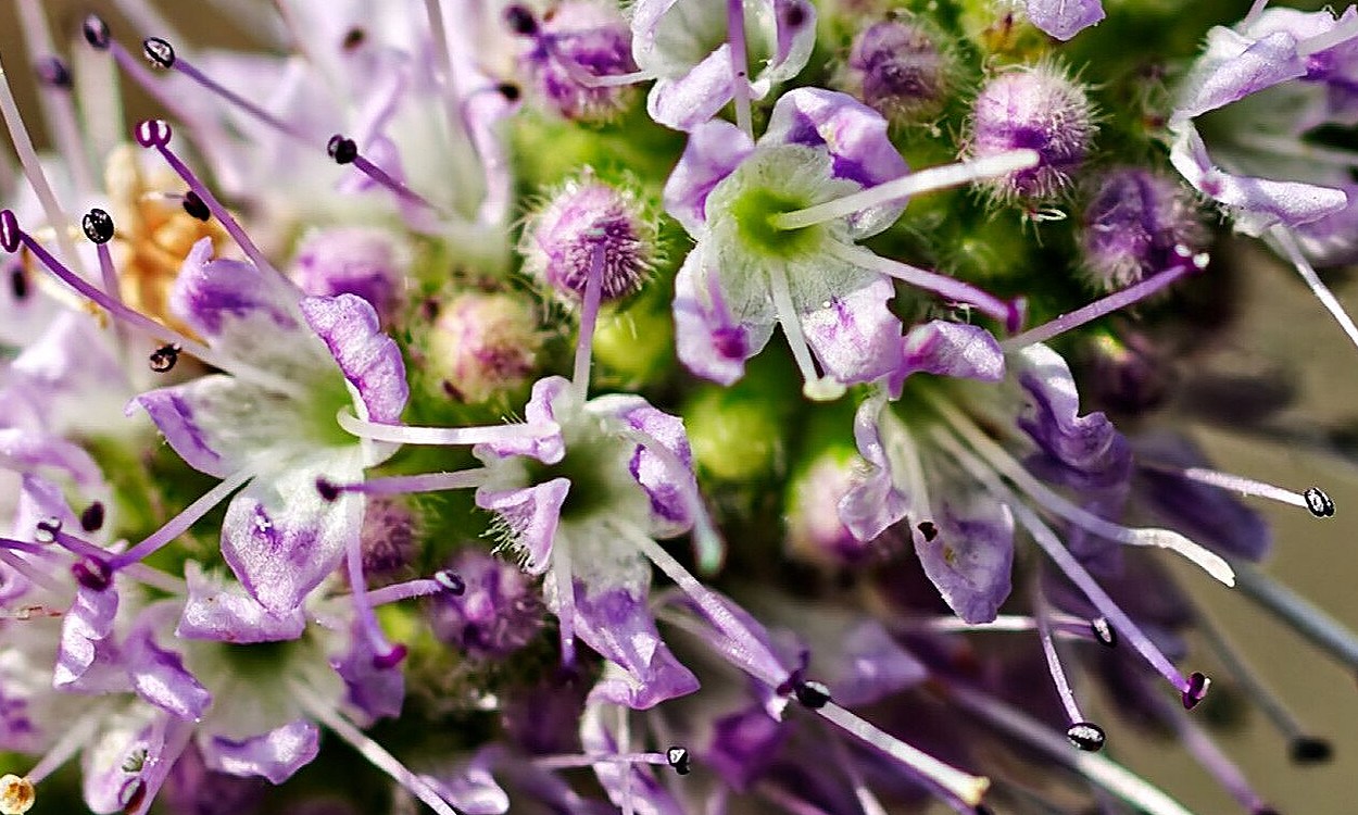 Mastranzo Mentha suaveolens en maceta mostrando hojas verdes y flores lilas