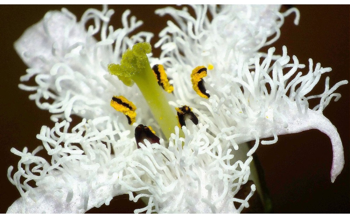Flores blancas del trébol de agua Menyanthes trifoliata en floración