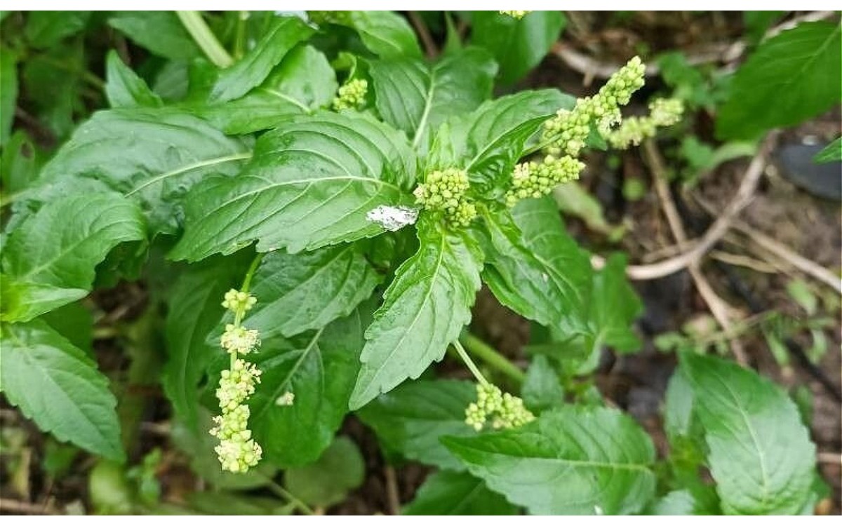 Mercurialis annua o Mercurial en floración