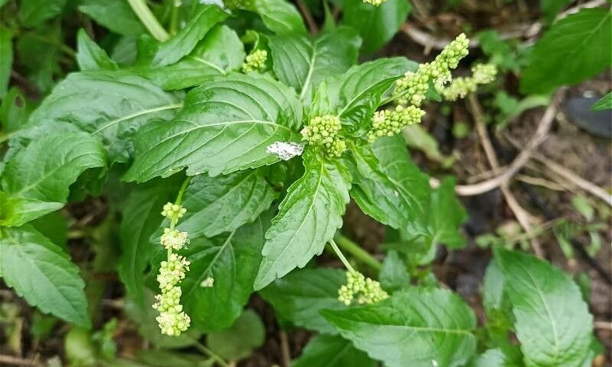 Planta de Mercurialis annua con tallos verdes y hojas lanceoladas