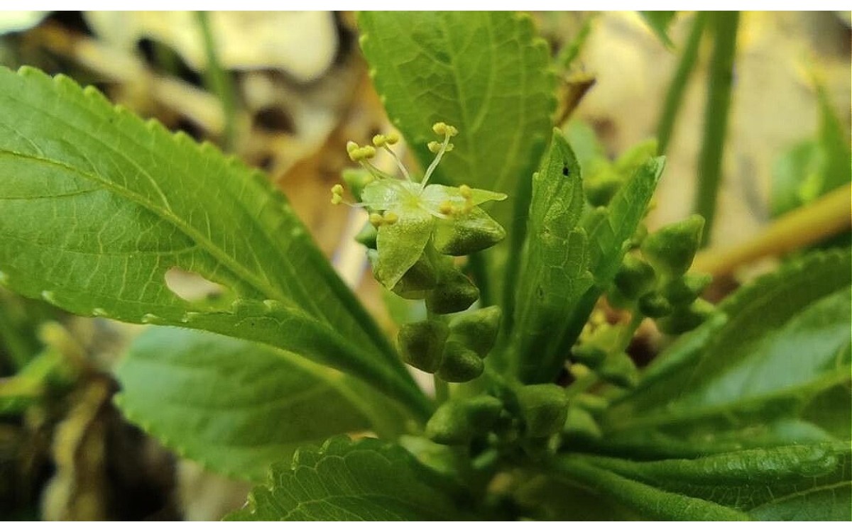 Mercurialis perennis - Planta Mercurial perenne en flor