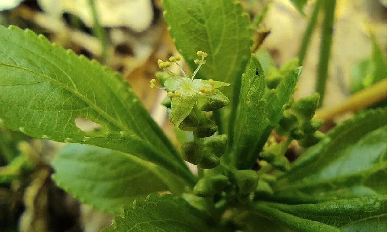 Mercurialis perennis con flores, hojas verdes opuestas y tallo erecto en ambiente de sotobosque