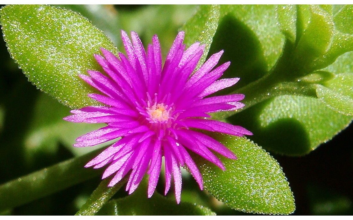 Rocío Mesembryanthemum cordifolium con flores magenta