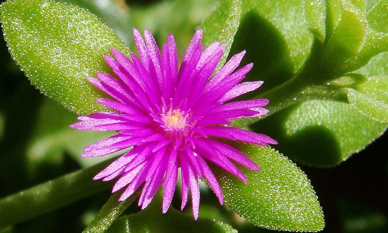 Planta suculenta Rocío con flores magenta y hojas verdes en forma de corazón
