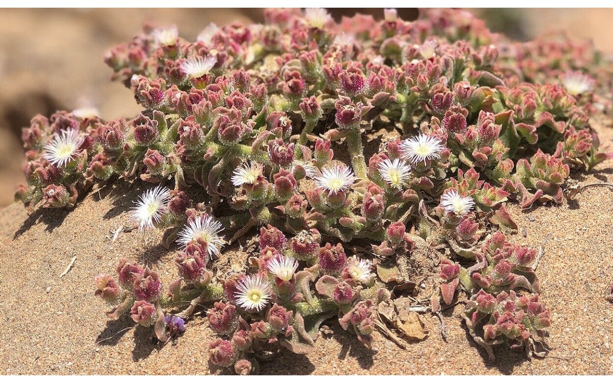 Barrilla de Canarias con hojas cristalinas brillantes al sol