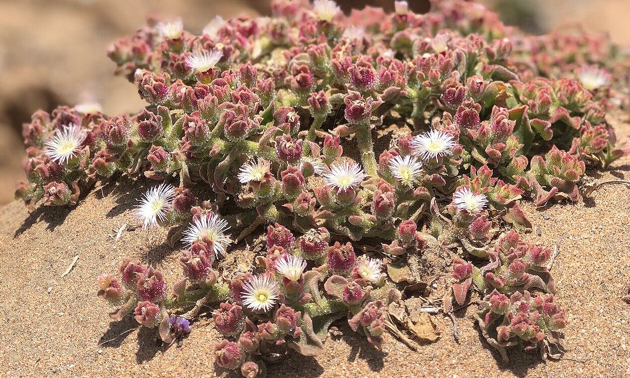 Planta Mesembryanthemum crystallinum con características vesículas salinas translúcidas sobre las hojas verdes
