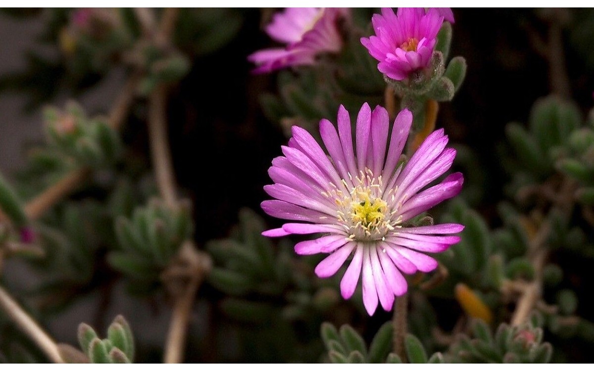 Flores tricolores del Manto de la Virgen Mesembryanthemum nodiflorum