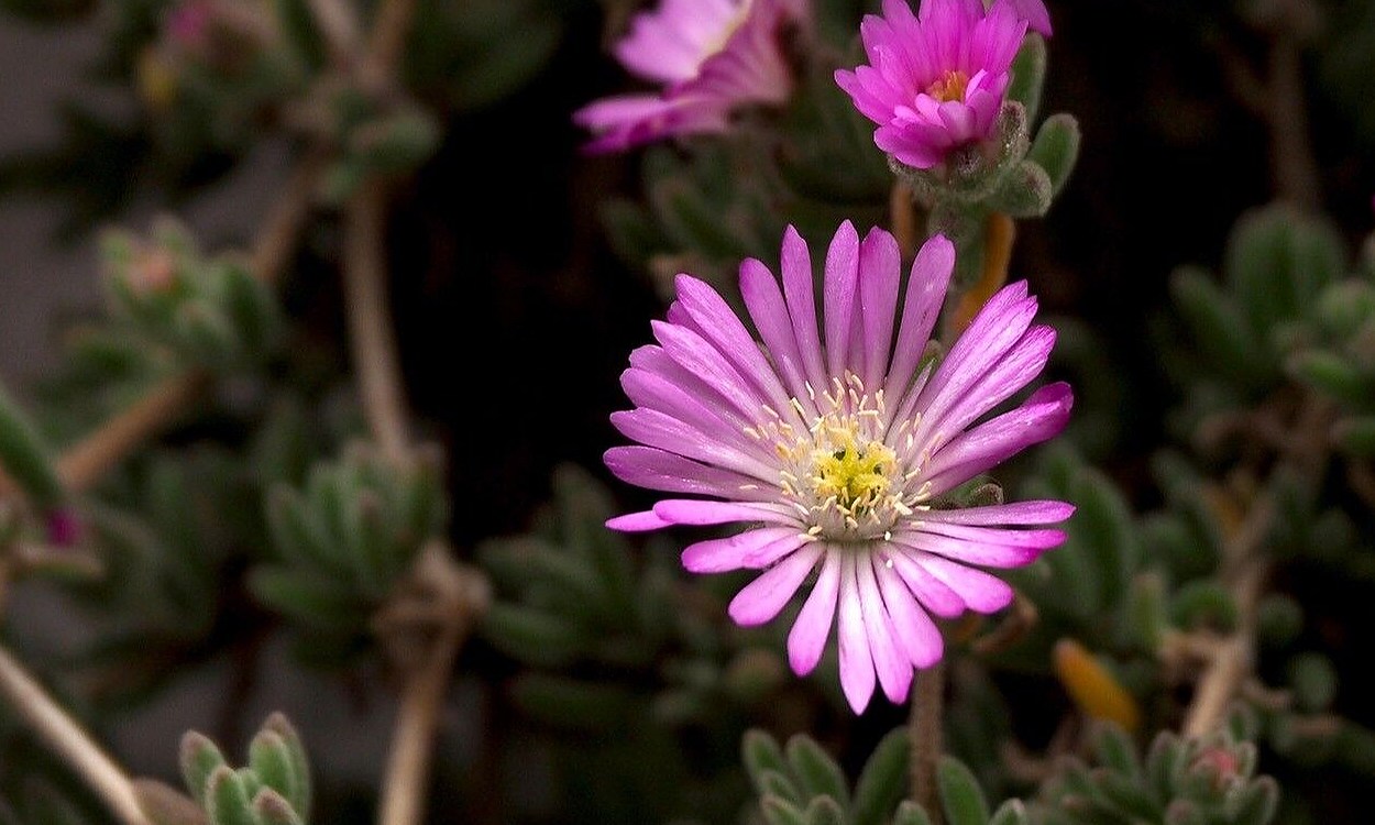 Planta Manto de la Virgen con flores tricolores blancas, amarillas y magenta en maceta