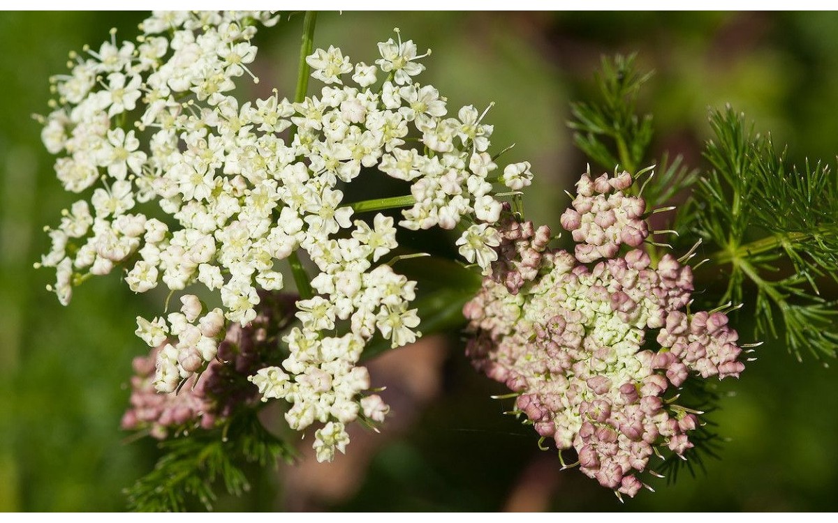 Meum athamanticum planta alpine con flores blancas en roca