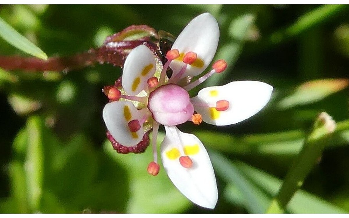 Micranthes stellaris flores blancas estrelladas en montaña alpina