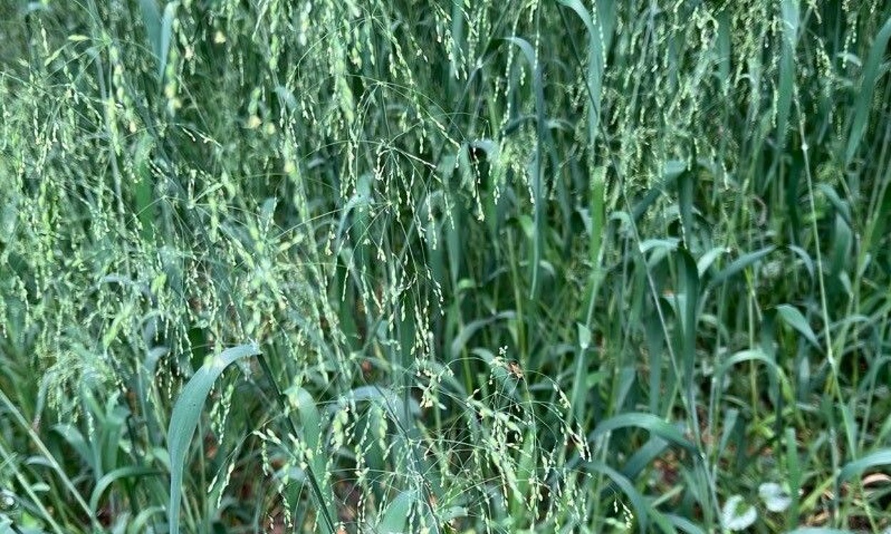 Planta de mijo silvestre (Milium effusum) con hojas finas doradas en maceta