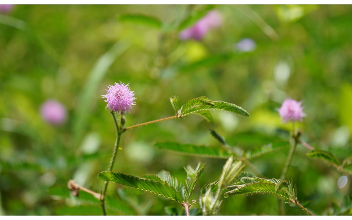 Mimosa Care o Mimosa Pudica