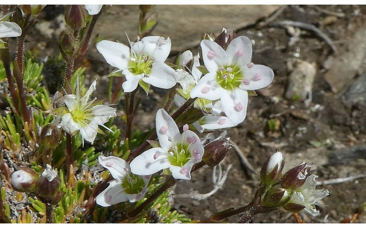 Minuartia recurva con flores blancas en rocalla
