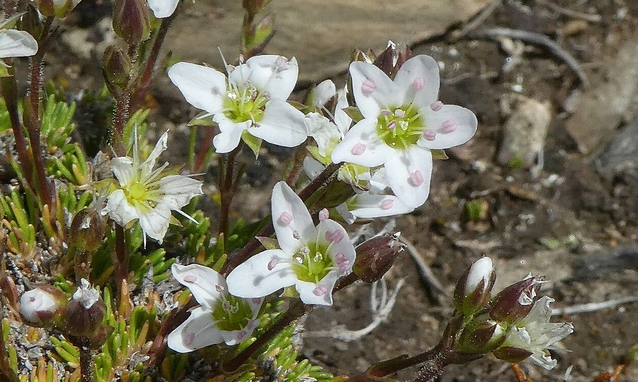 Planta Minuartia recurva mostrando sus pequeñas flores blancas y hojas recurvadas