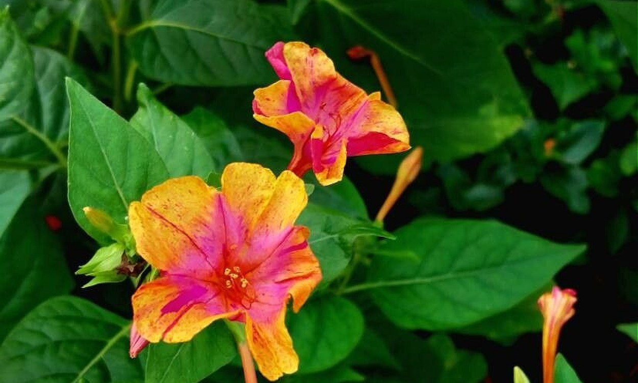Mirabilis jalapa o Dondiego de noche con flores rosas y rojas abiertas al atardecer