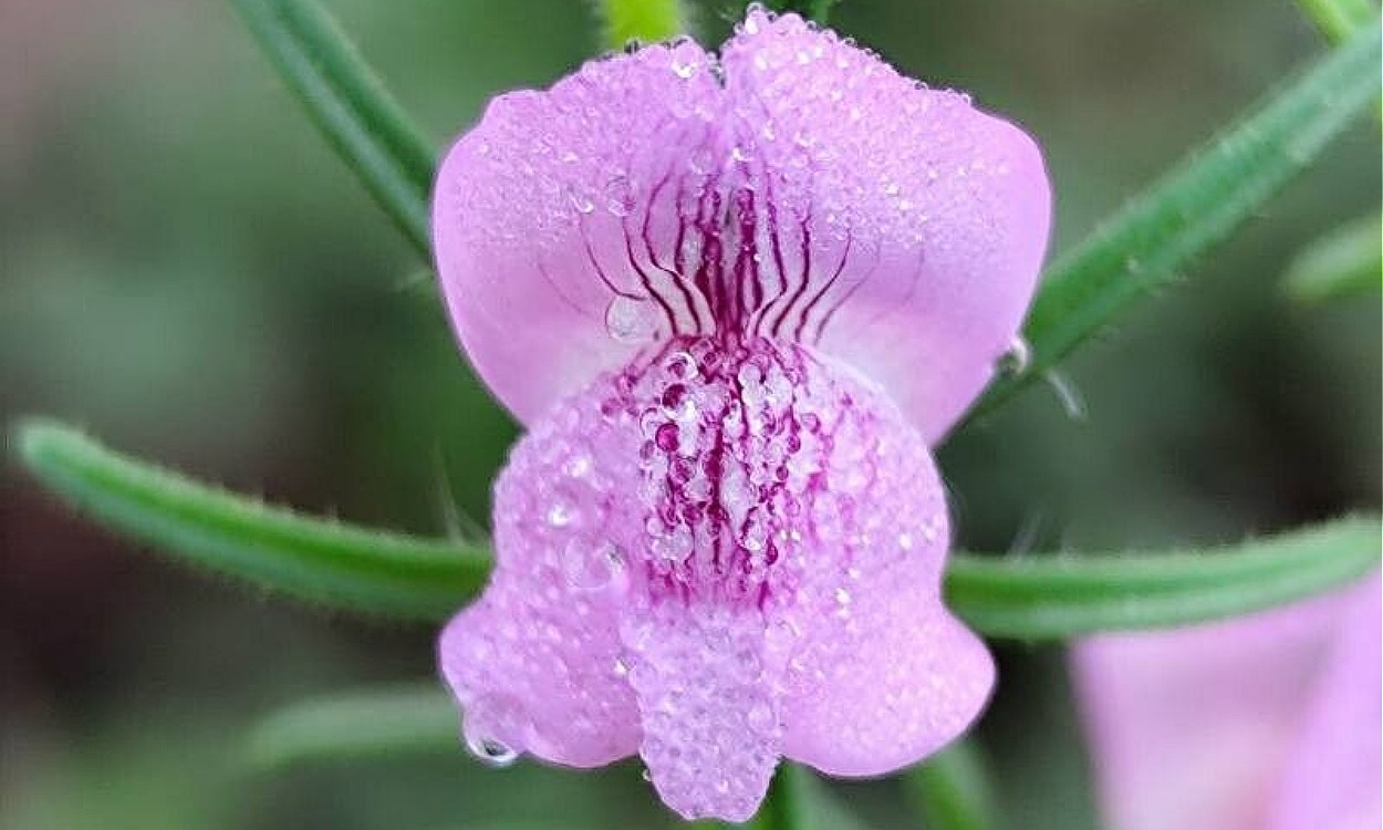 Planta de Misopates orontium (Boca de Dragón) con flores rosadas y púrpuras en maceta de barro, mostrando su característica forma tubular