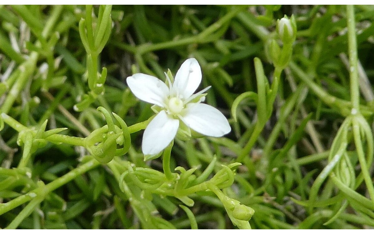 Moehringia muscosa tapete verde en zona sombreada de jardín