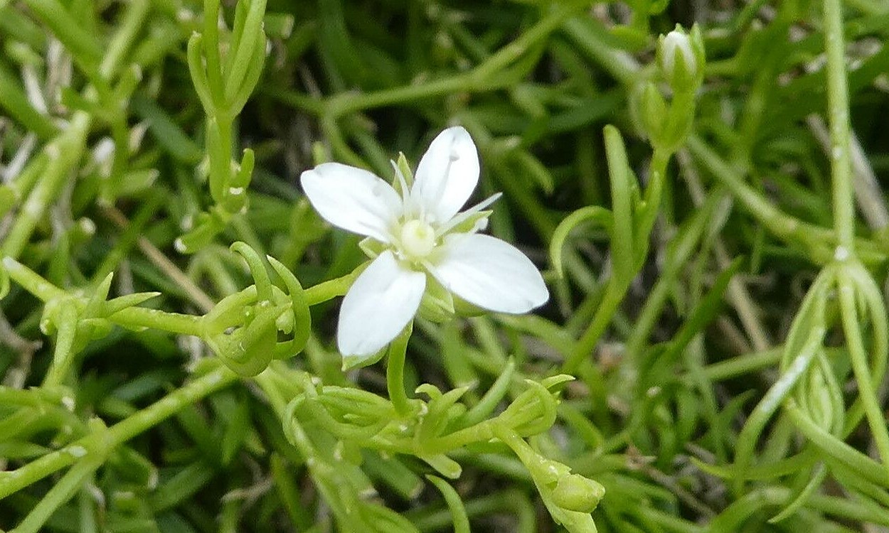 Planta tapete Moehringia muscosa con pequeñas flores blancas en sustrato de rocalla