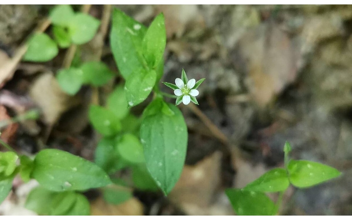 Moehringia trinervia flores blancas delicadas planta sombra