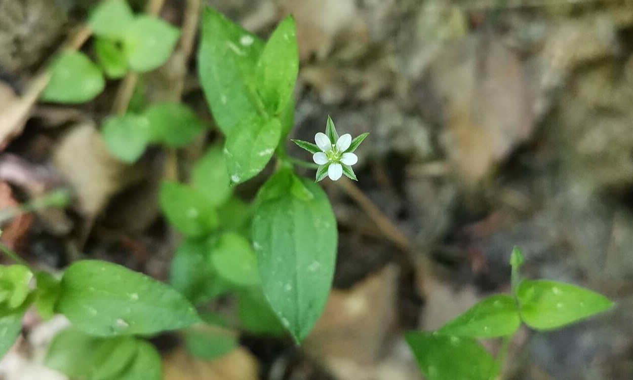 Planta Moehringia trinervia con flores blancas pequeñas en ambiente sombreado y húmedo